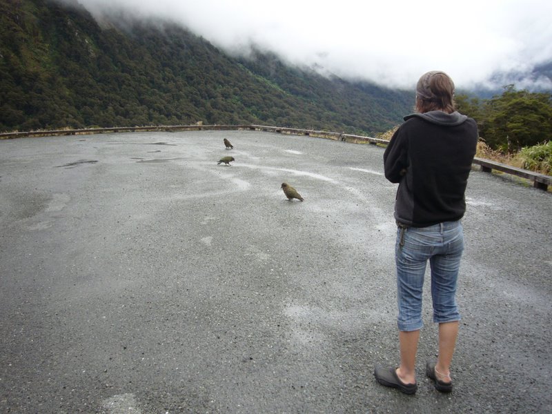 Stopped to check out the Kea